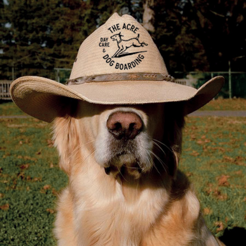 acre dog boarding and daycare