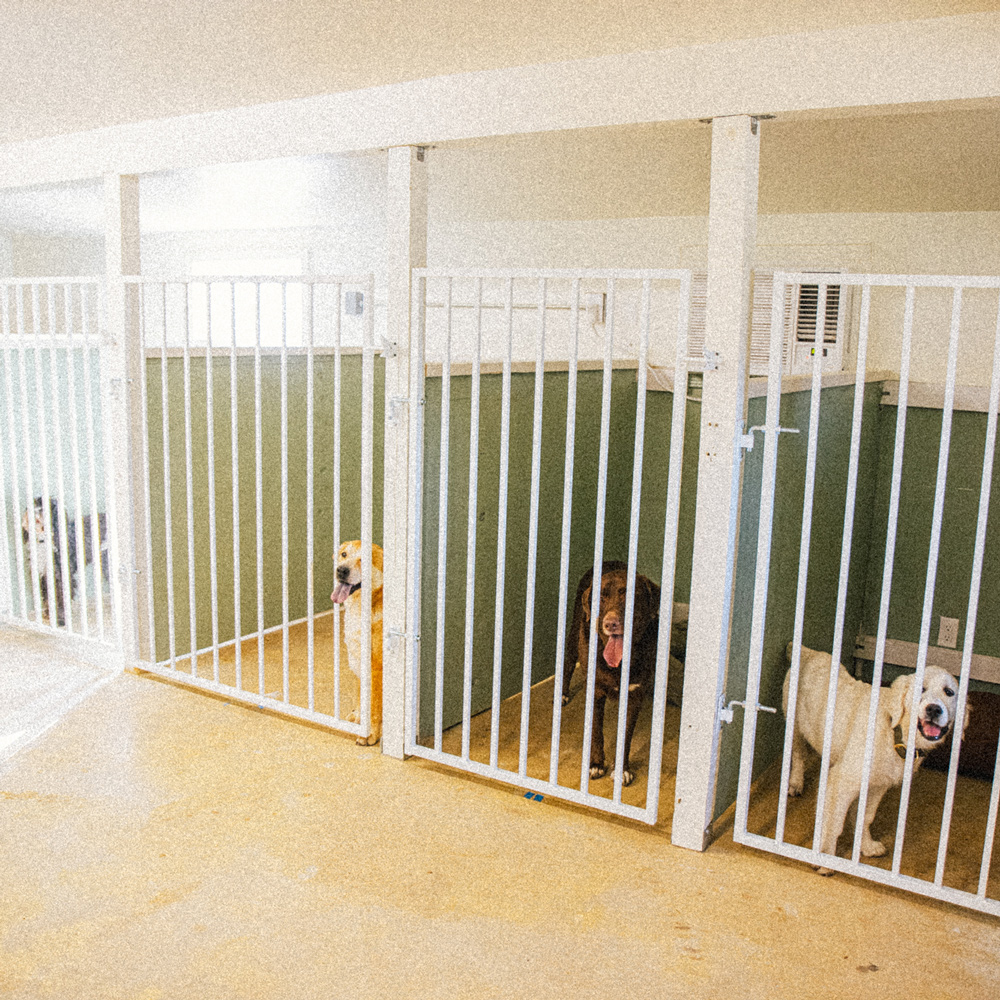 dog boarding kennels