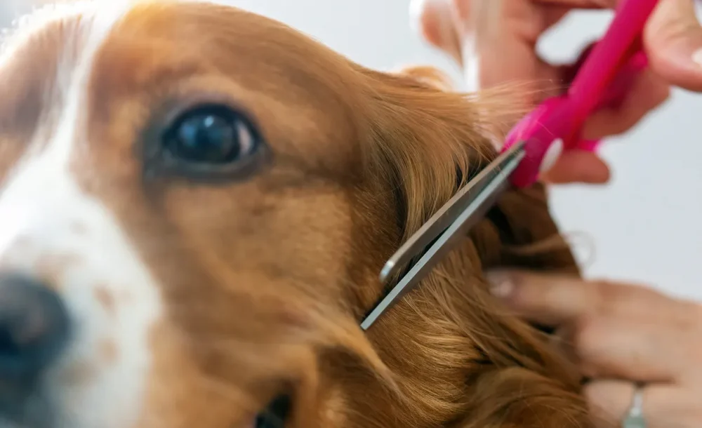 dog grooming 1331193523 01