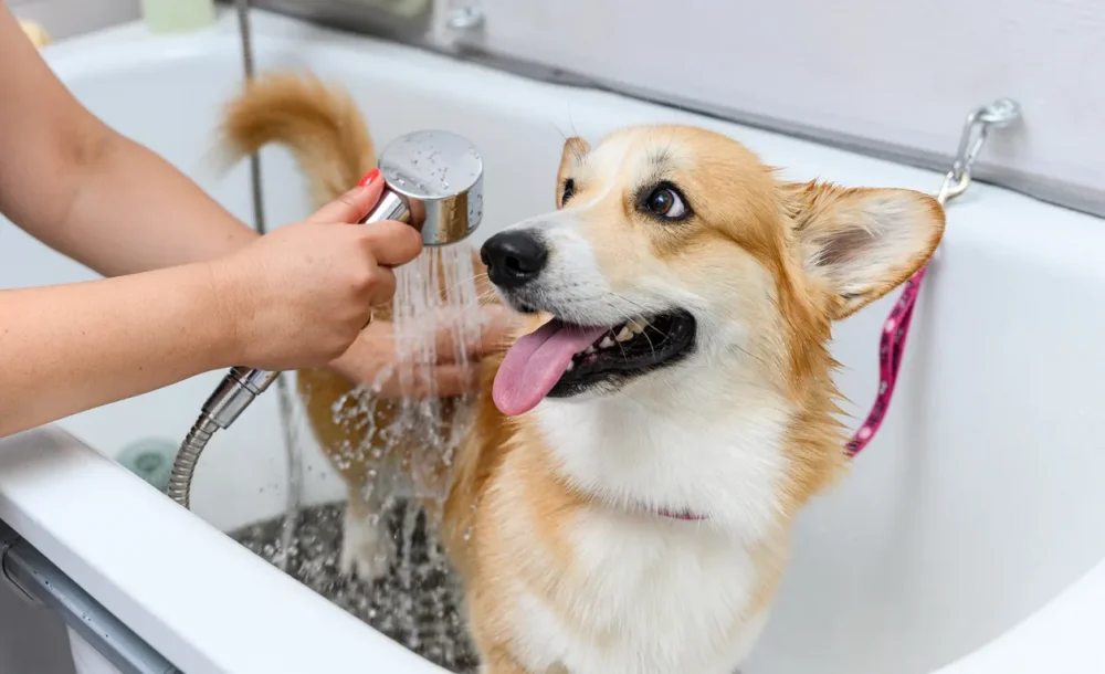 dog grooming 1631976369 01