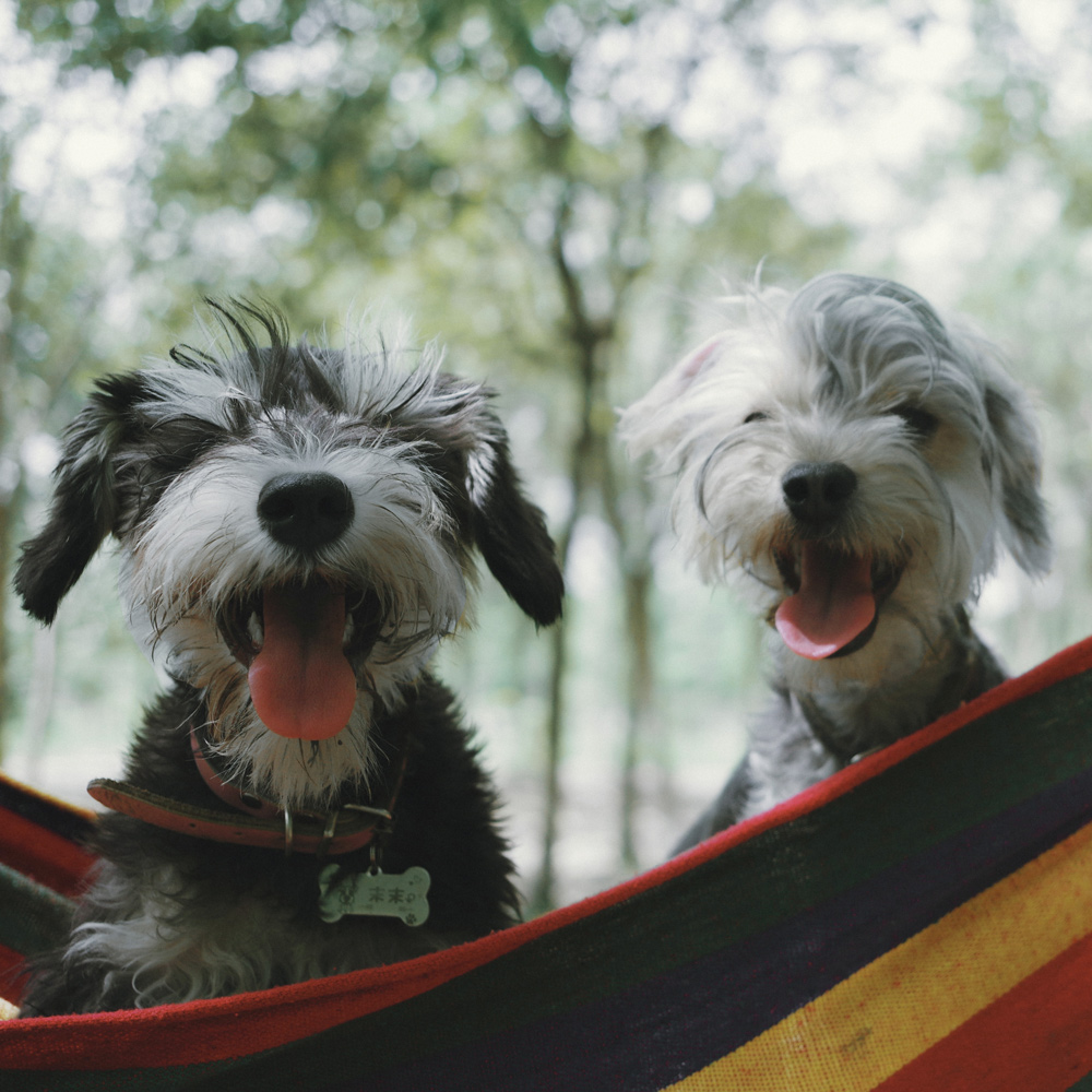 doggie daycare happy small dogs