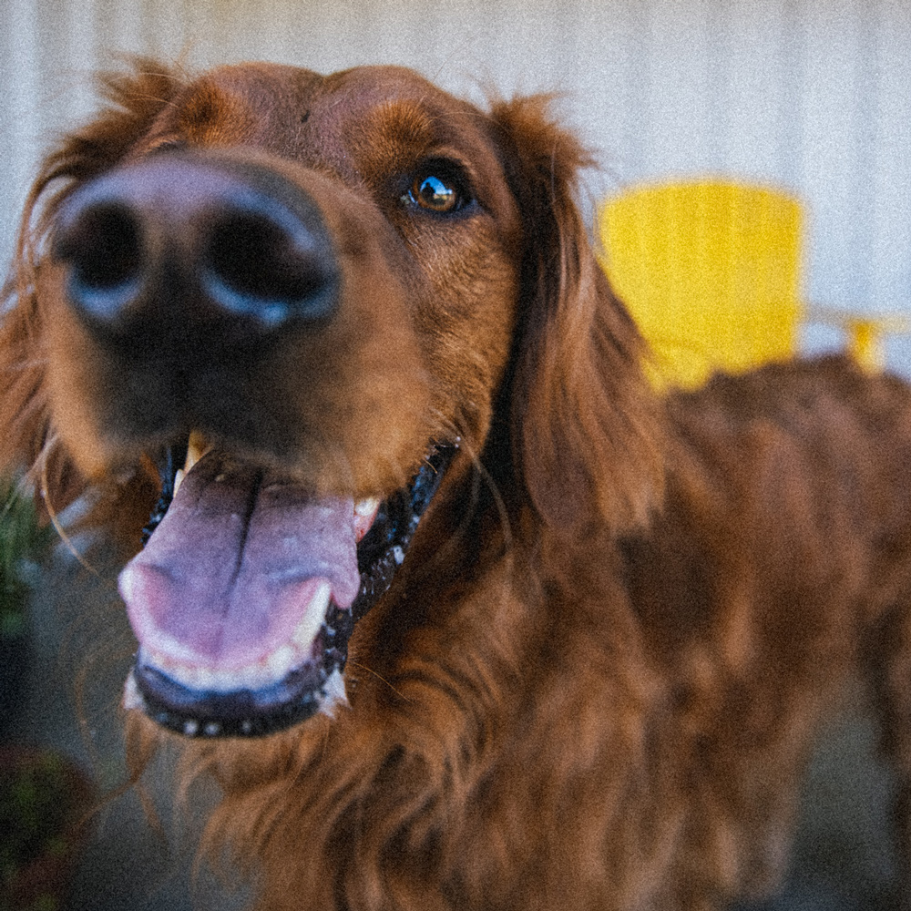 retriever dog similing