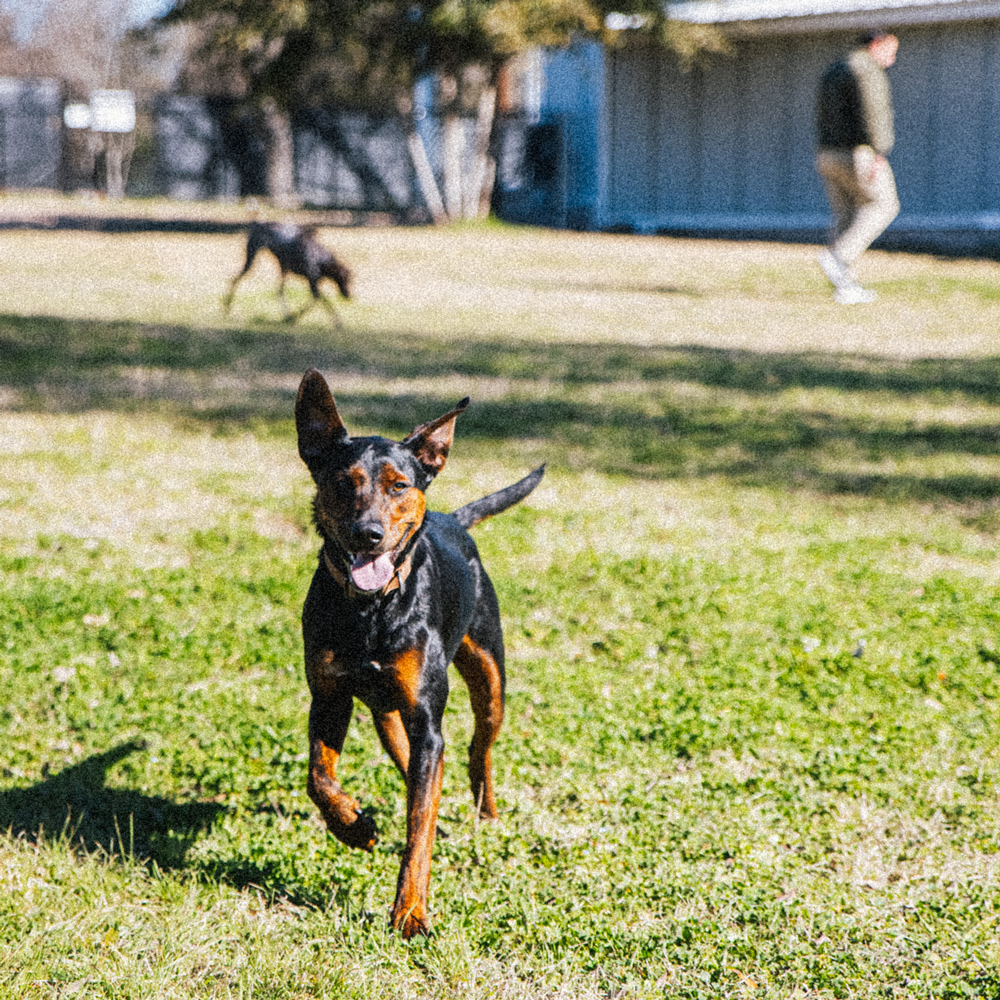 tailored dog play yards